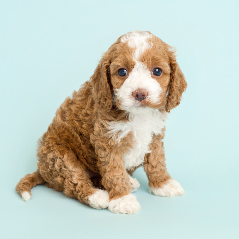 red and white cockapoo adult